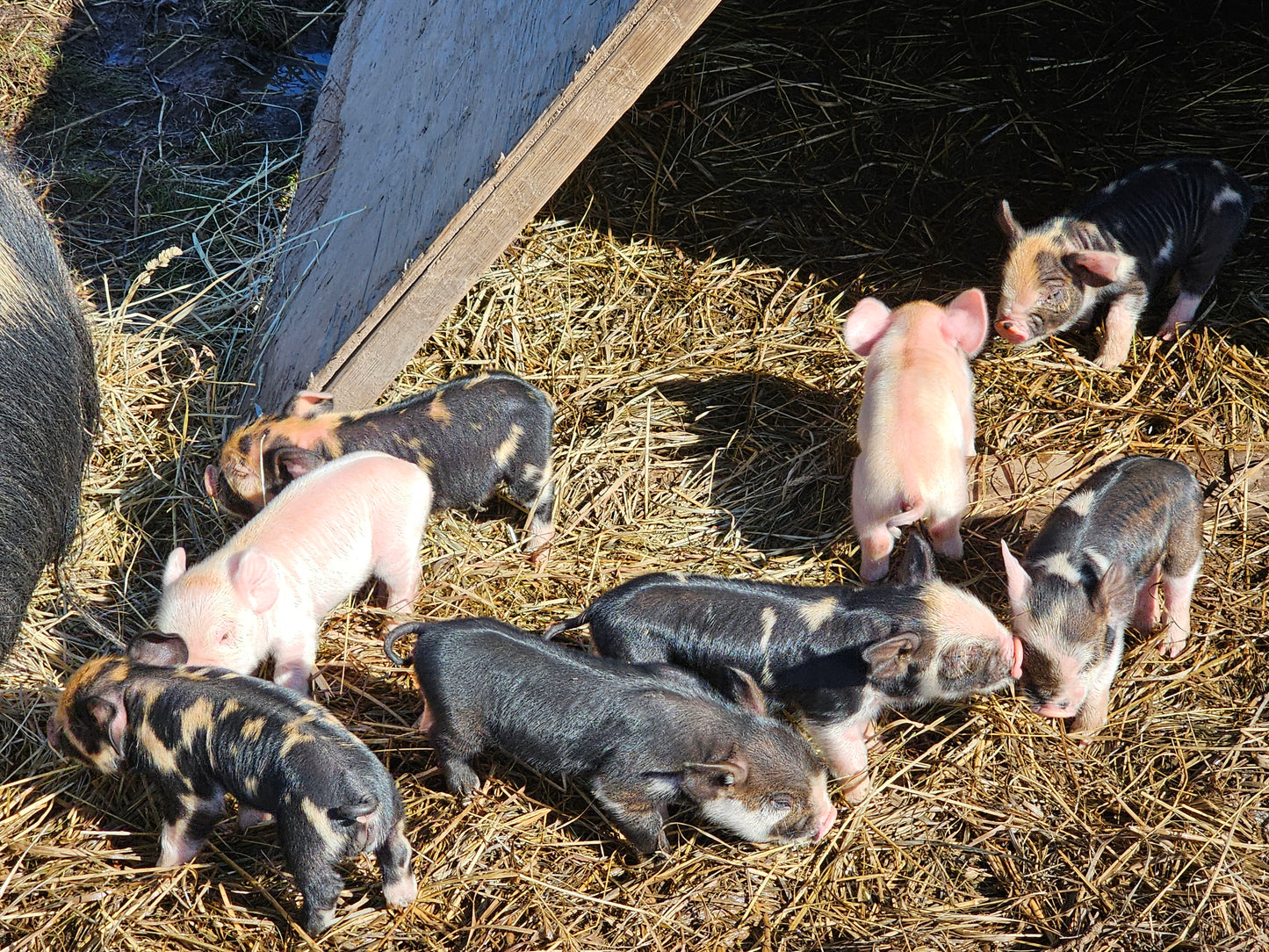 Breeder Piglets